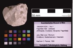 Foto (Objekt + Etiketten) von Paguridae indet. (NHMW-GEO-1990-0041-0224)